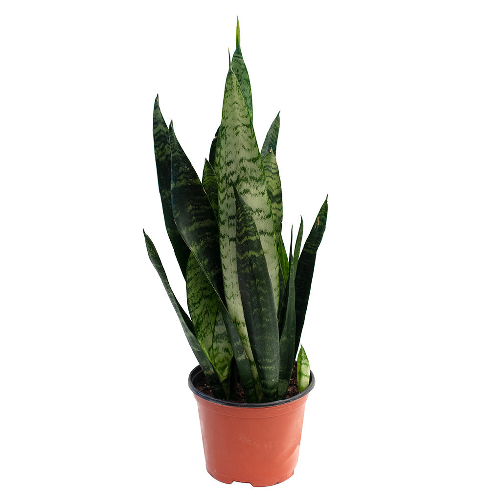 Sansevieria/Snake Plant Zeylanica 6&quot;