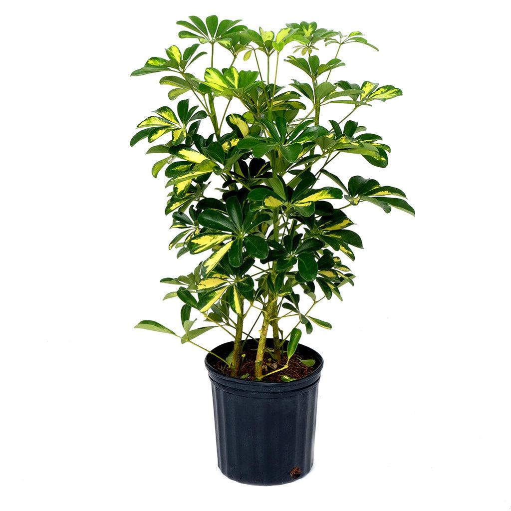 Dwarf Schefflera/Umbrella Plant Gold Capella