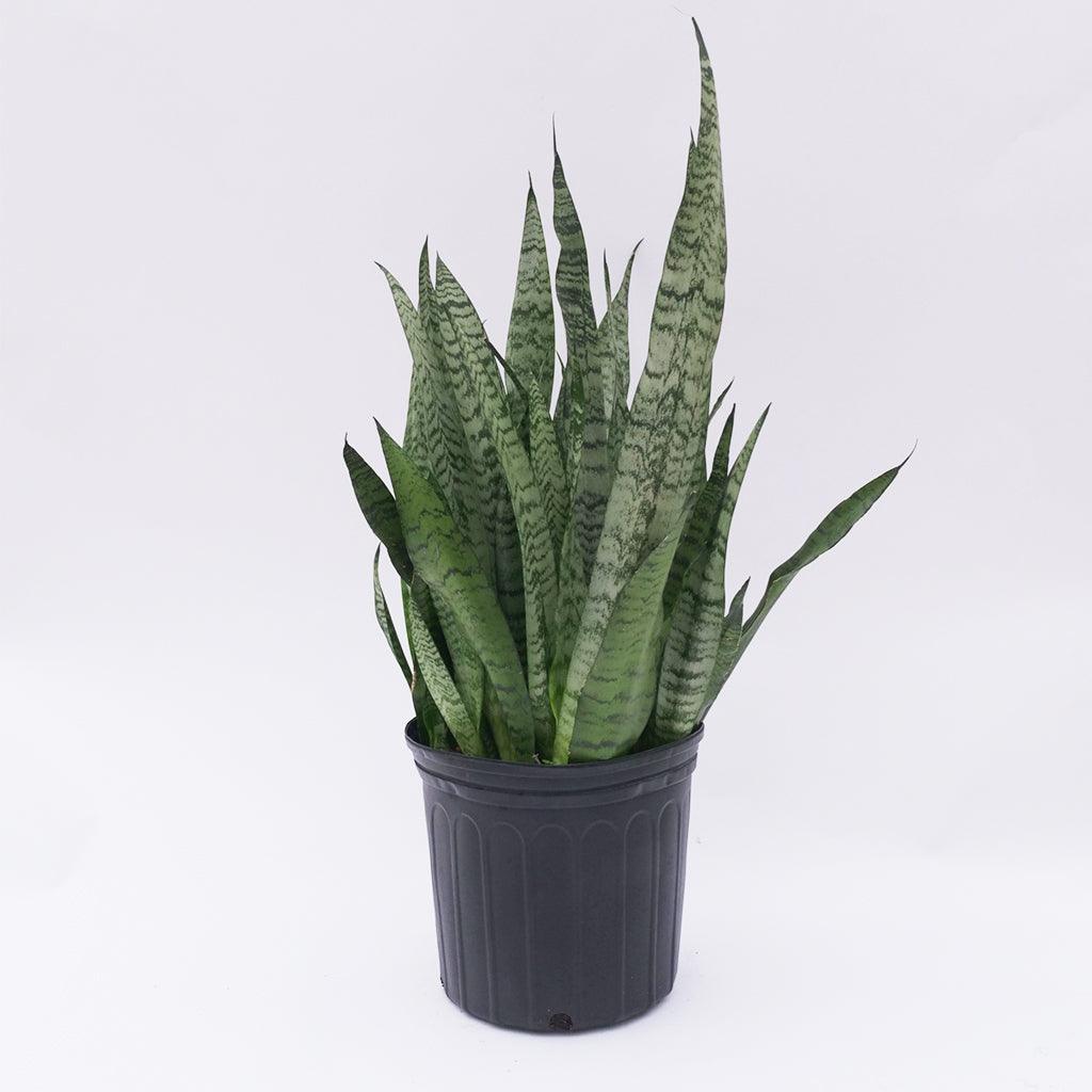 Snake Plant - Zeylanica