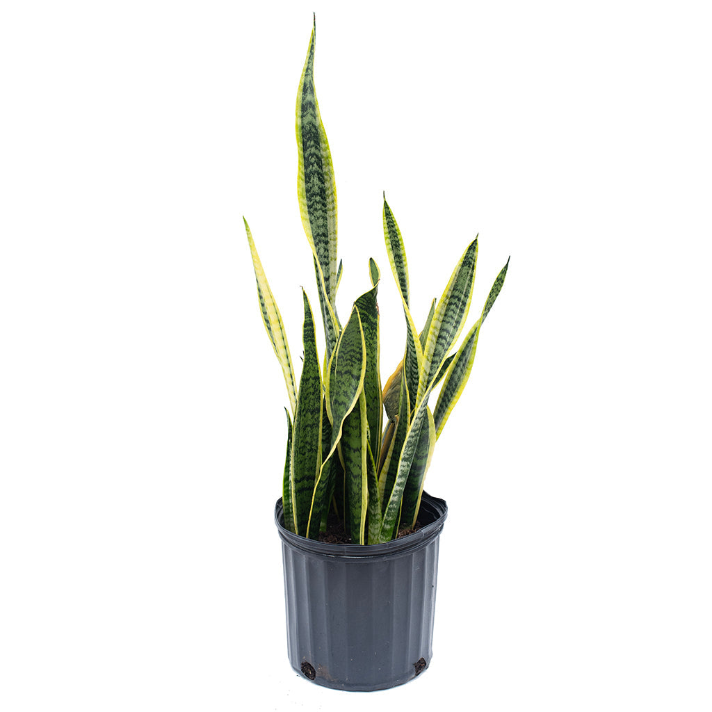 Sansevieria/Snake Plant - Striped 10&quot;