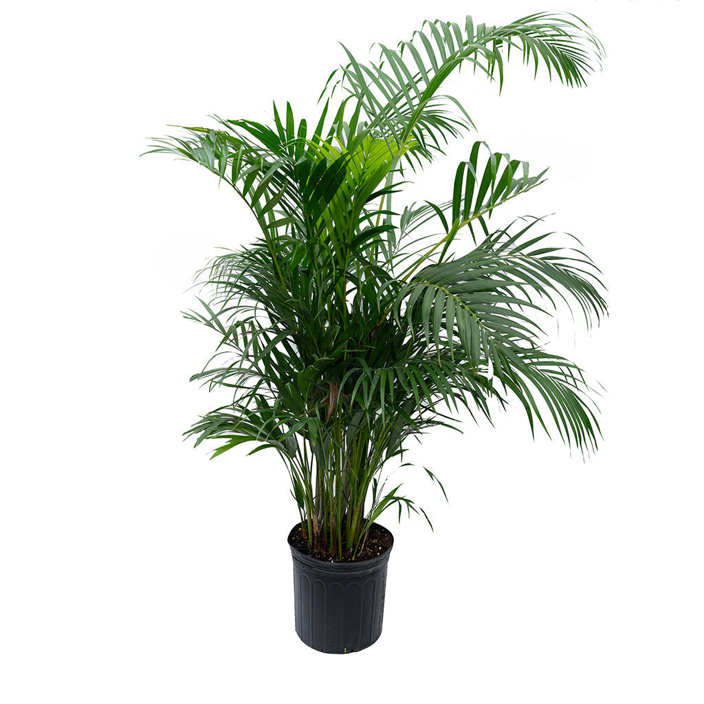 Areca Palm 10&quot;