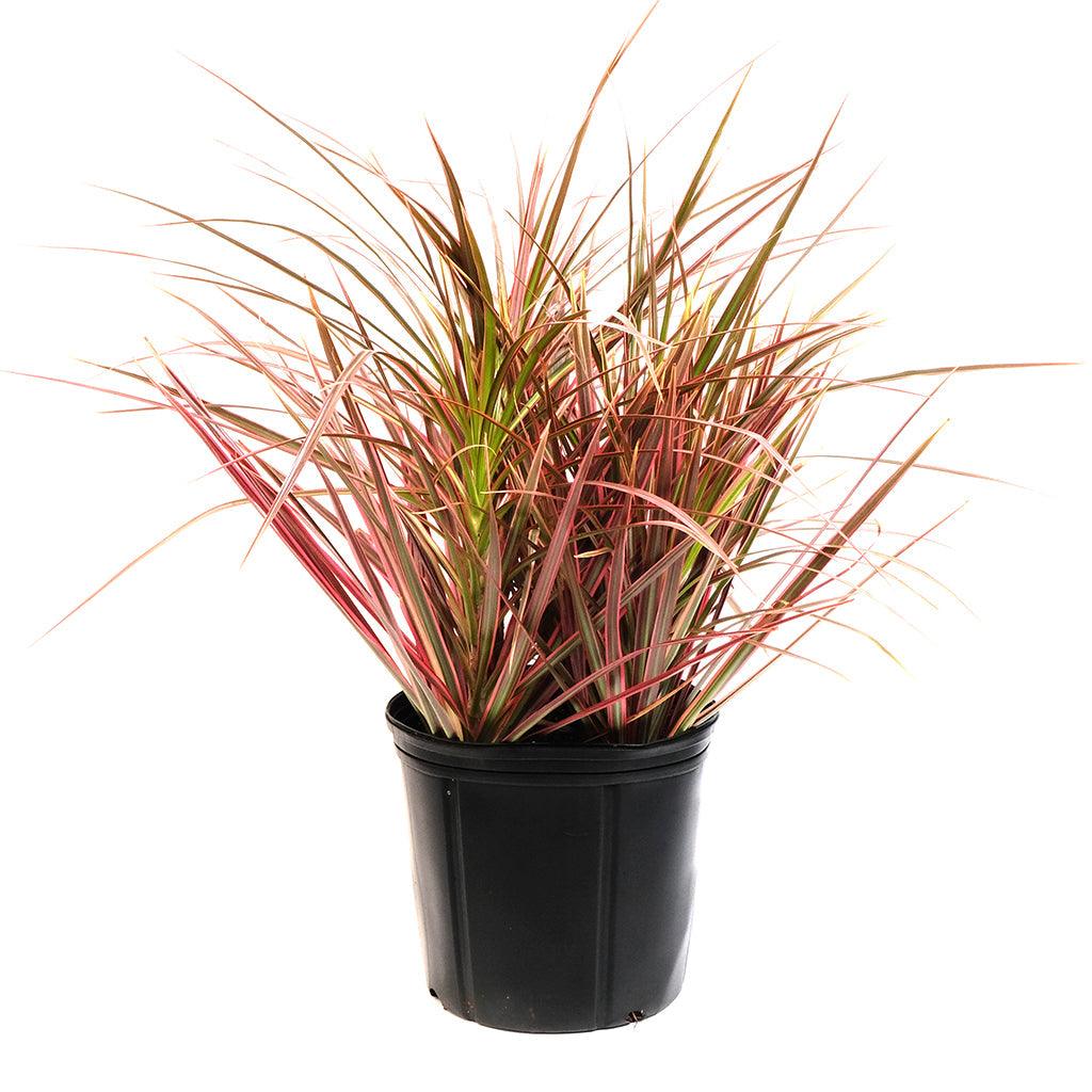 Dracaena/Madagascar Dragon Tree Red