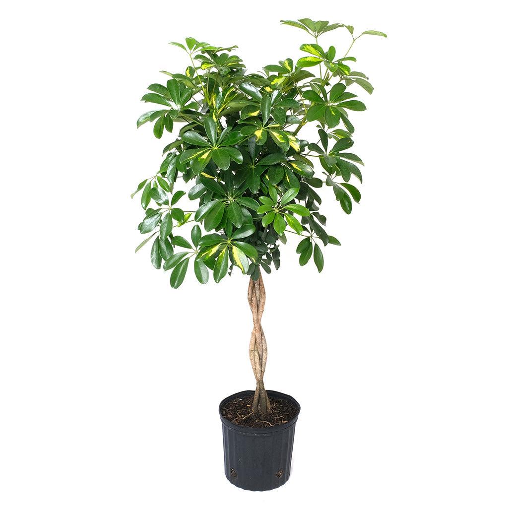 Dwarf Schefflera/Umbrellaplnt Goldcapella Braid