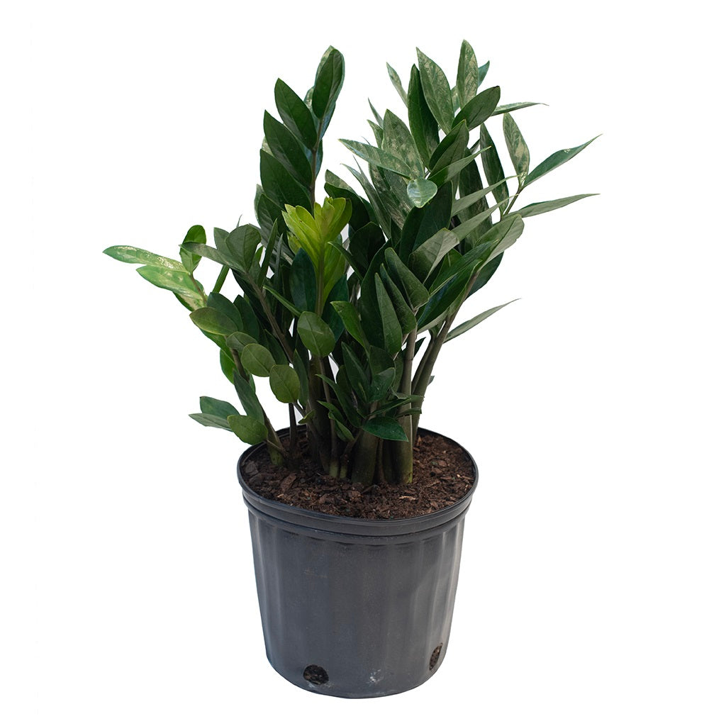 Zamioculcas/Zz Plant