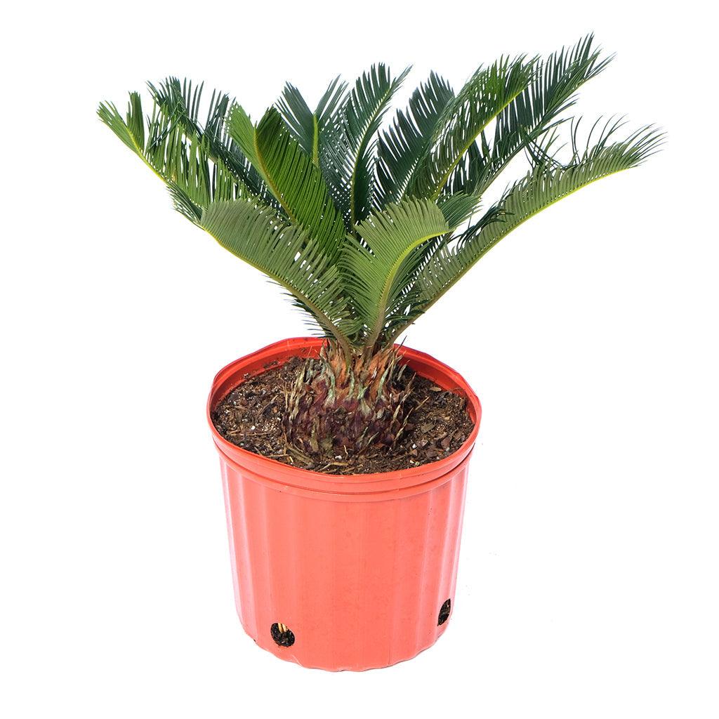 Cycas/Sago Palm 10&quot;