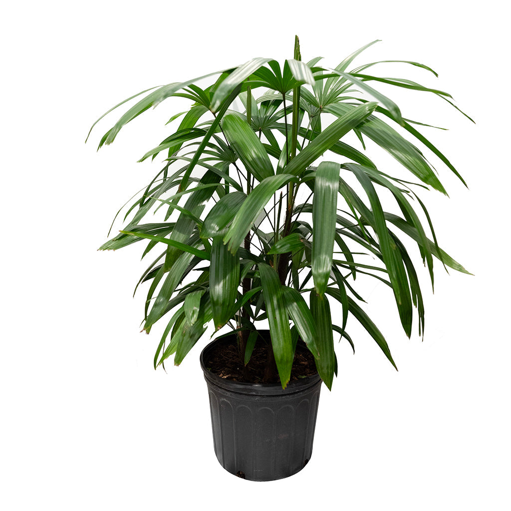 Rhapis/Broadleaf Lady Palm 10"