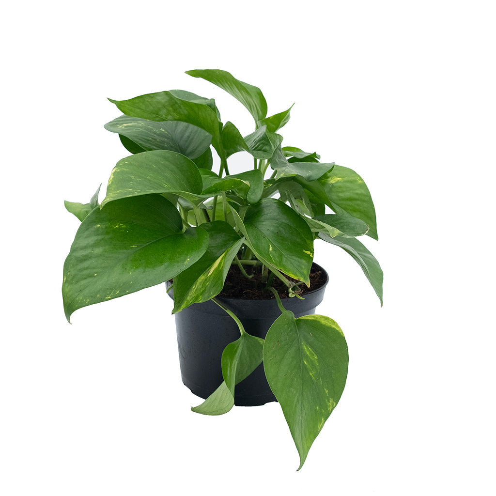 Pothos - Golden