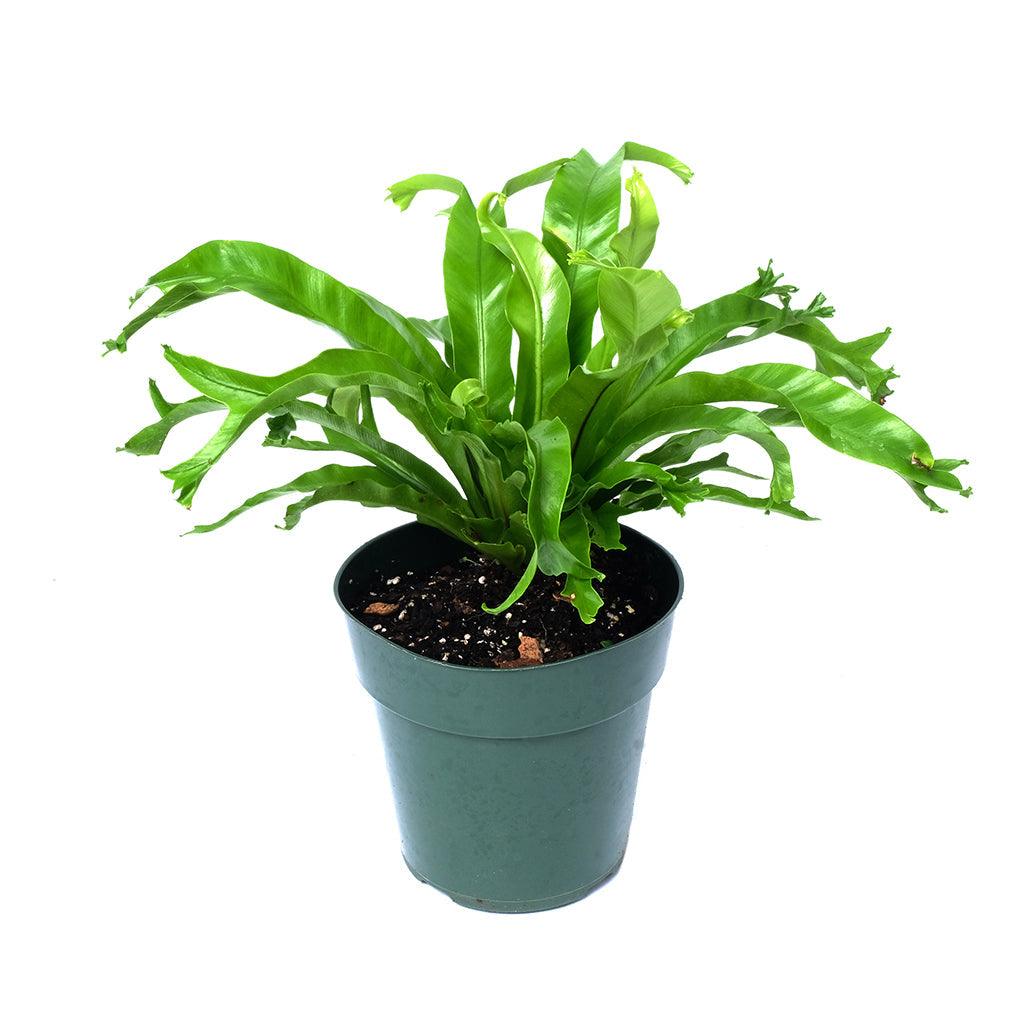 Asplenium/Birdsnest Fern