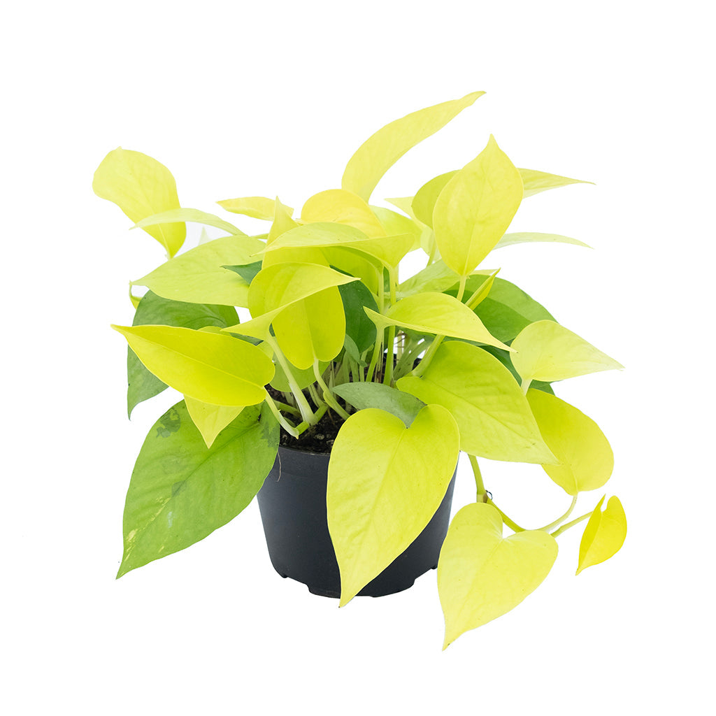 Epipremnum/Pothos Neon 6&quot;