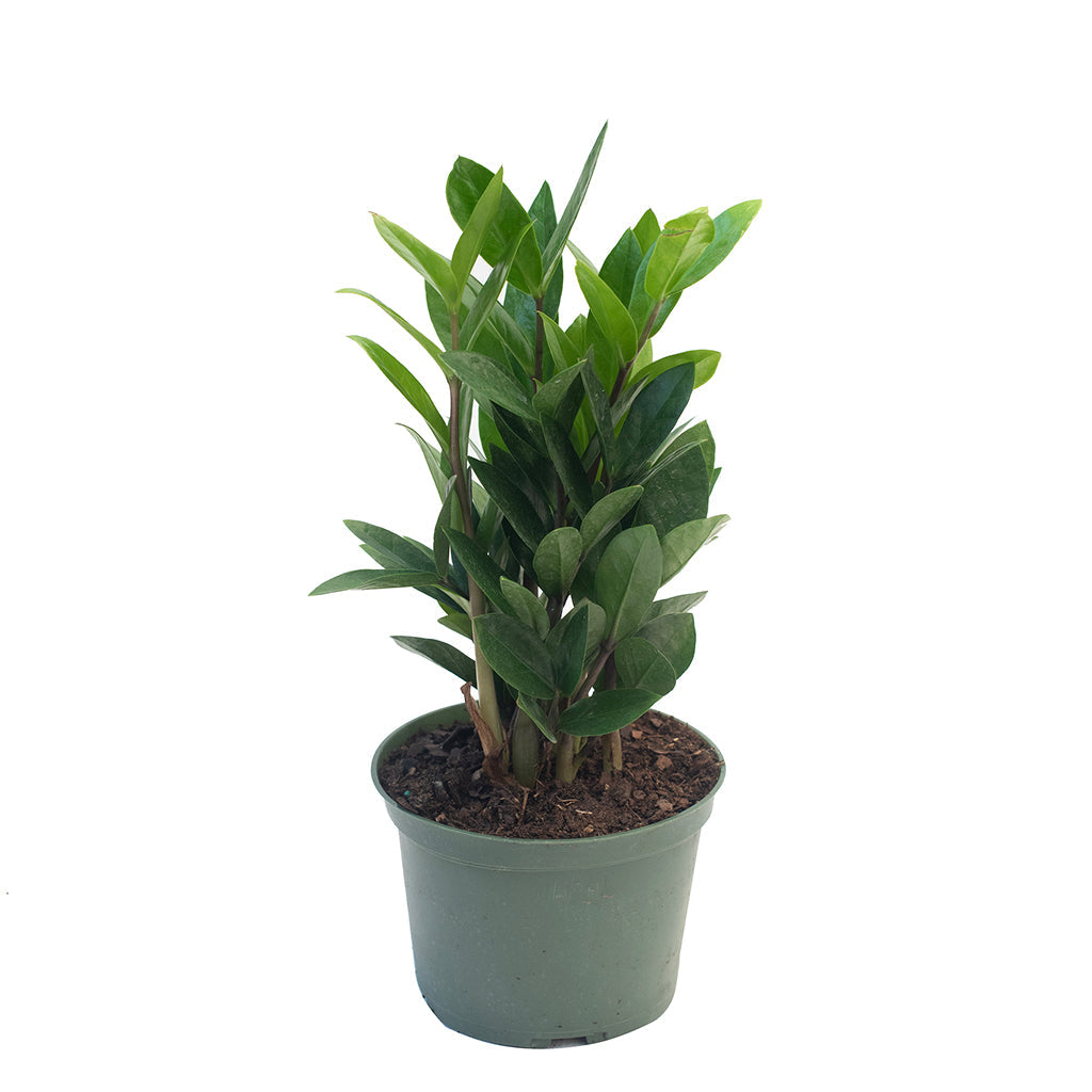 ZZ Plant