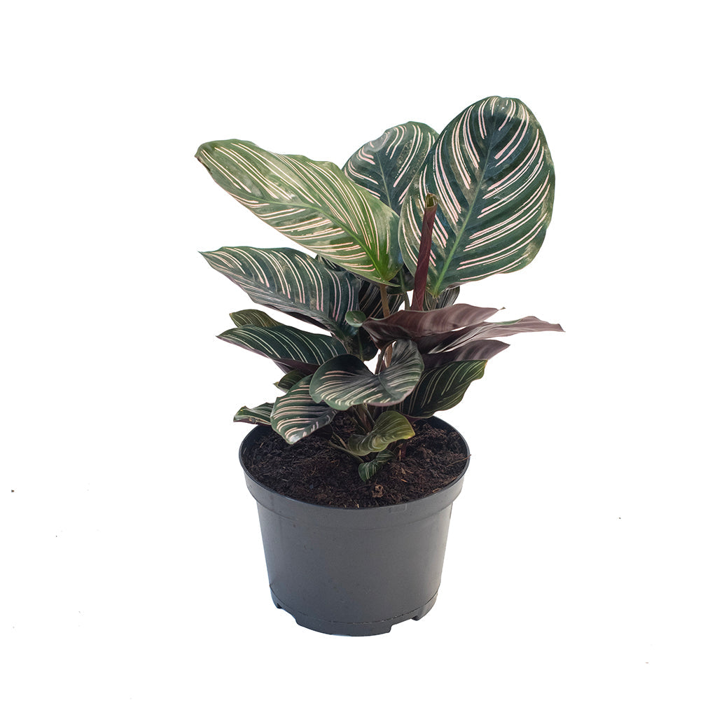 Calathea/Prayer Plant Pinstripe