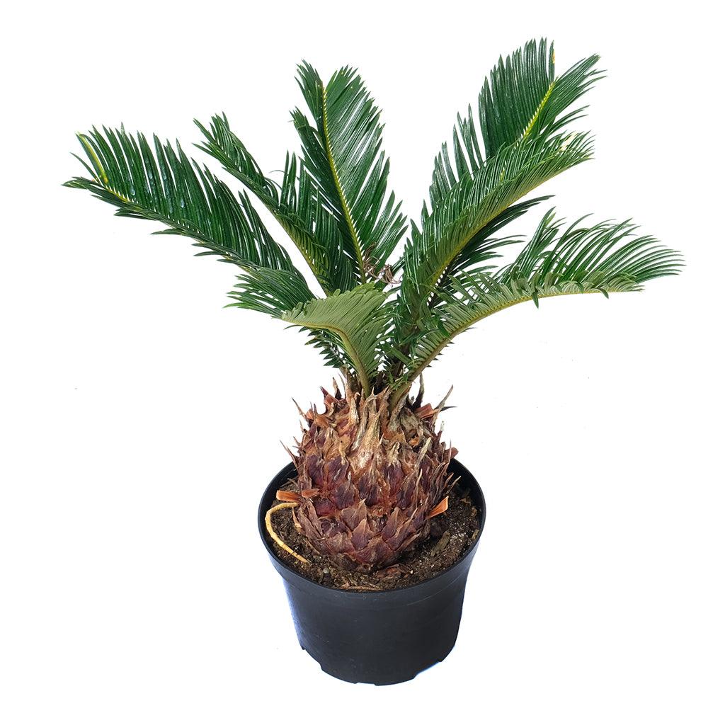 Cycas/Palmier sagoutier 6"