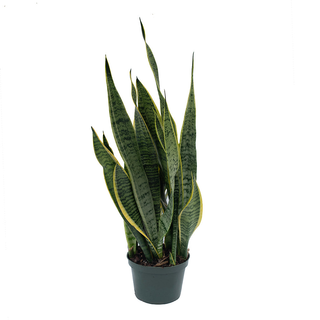 Sansevieria/Snake Plant - Striped 6"