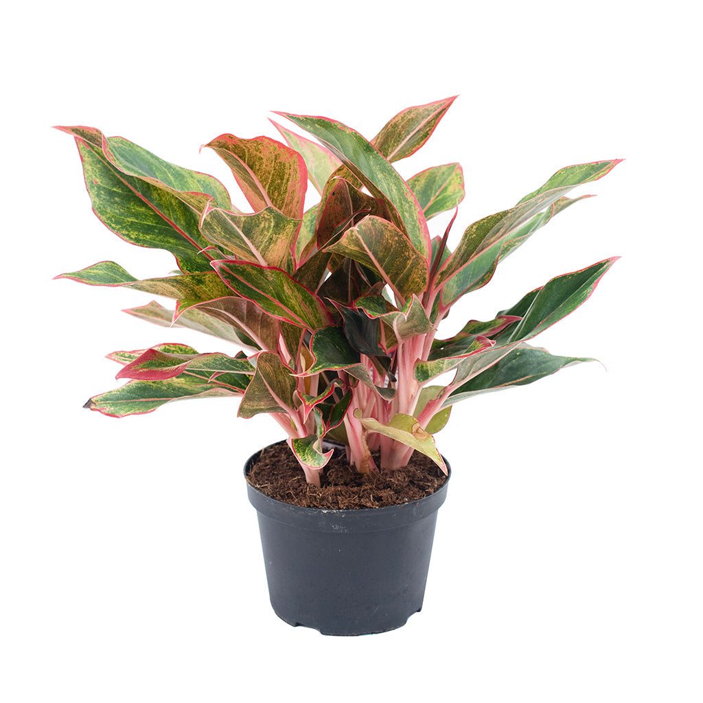 Aglaonema/Chinese Evergreen Siam 6&quot;