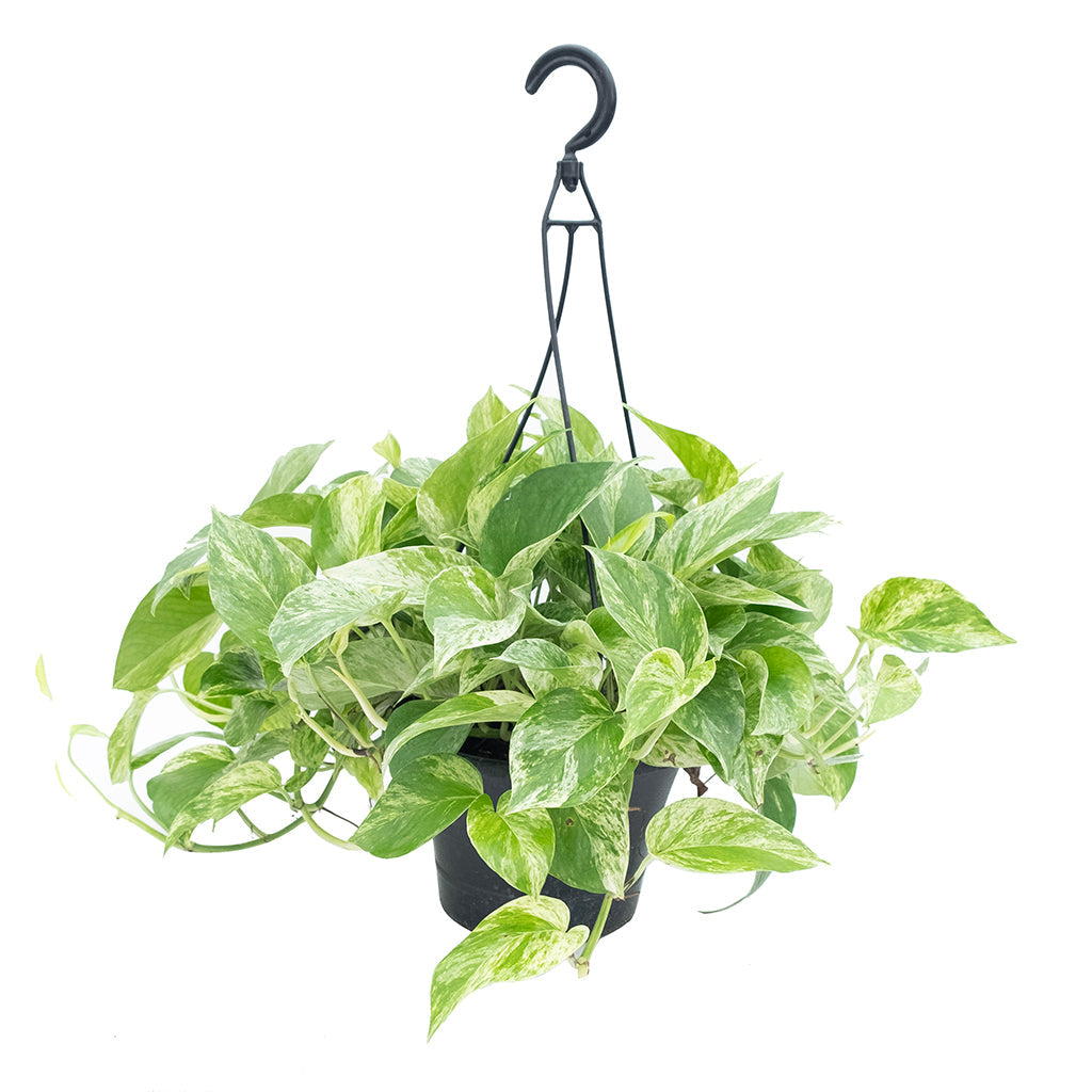 Pothos - Marble Queen Hanging Basket