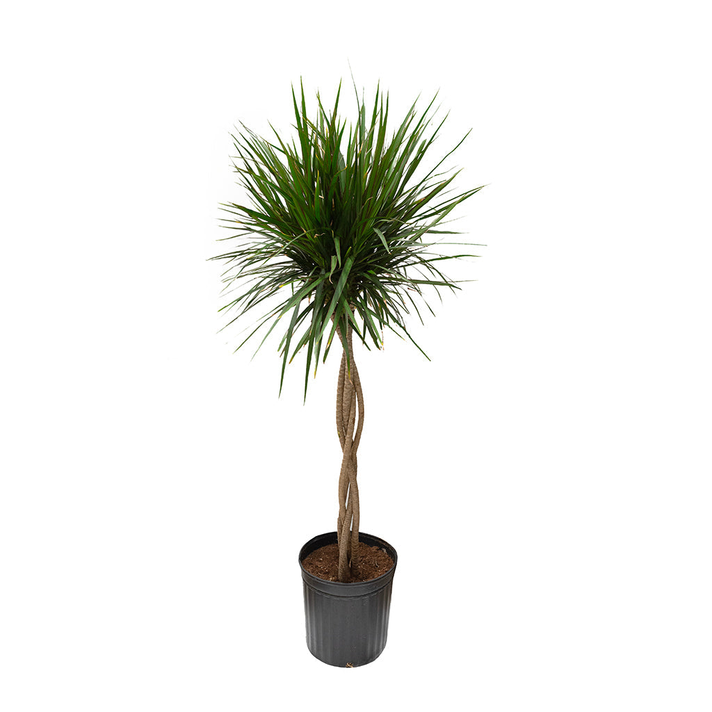 Dracaena Marginata (Braid) 12"