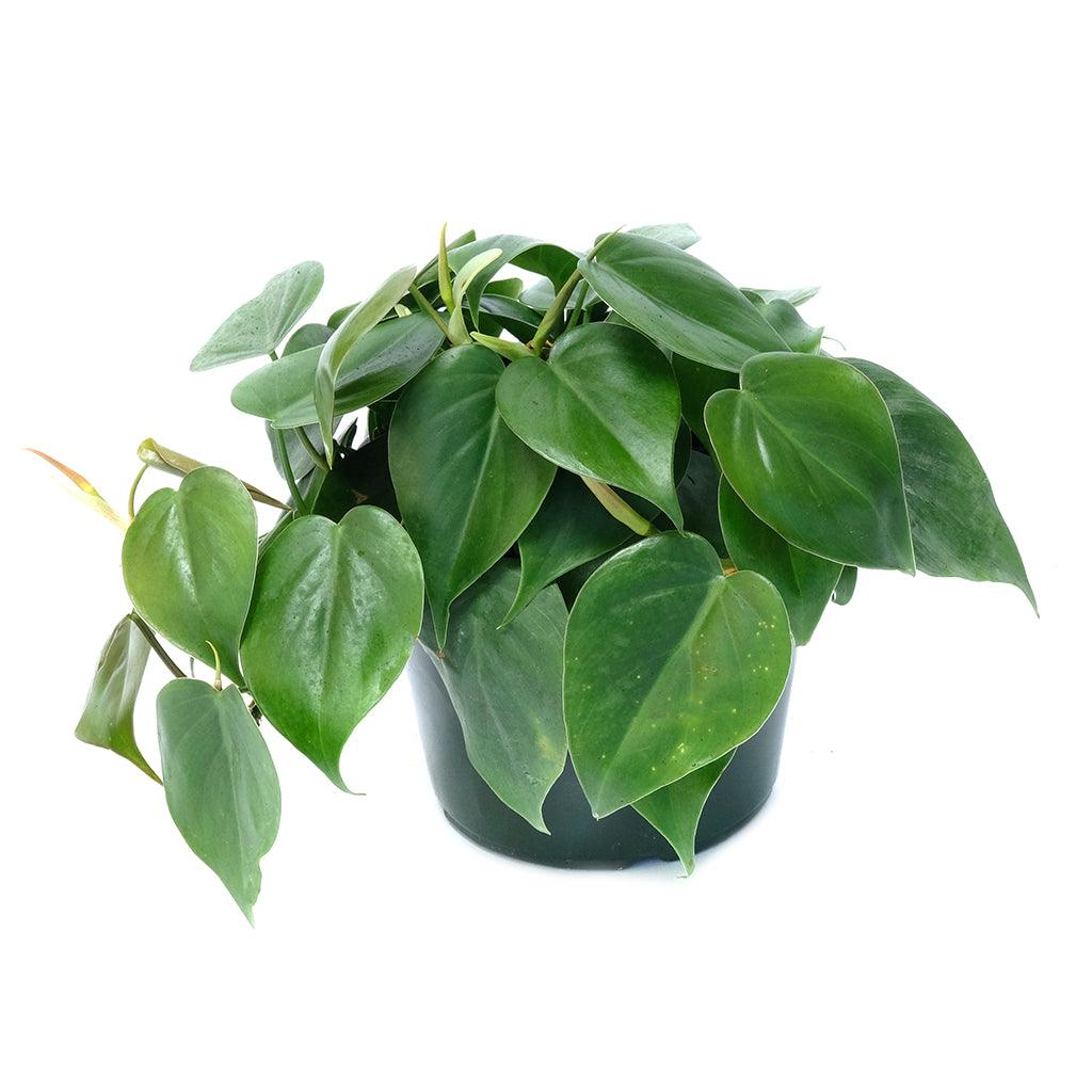 This plant thrives in warm and humid environments, and is adaptable to different lighting conditions for easy maintenance. It only needs occasional watering and repotting as it grows, and prefers bright indirect light and well-drained soil with plenty of peat moss. It can thrive in environments with 40% humidity, but can also tolerate drier air.