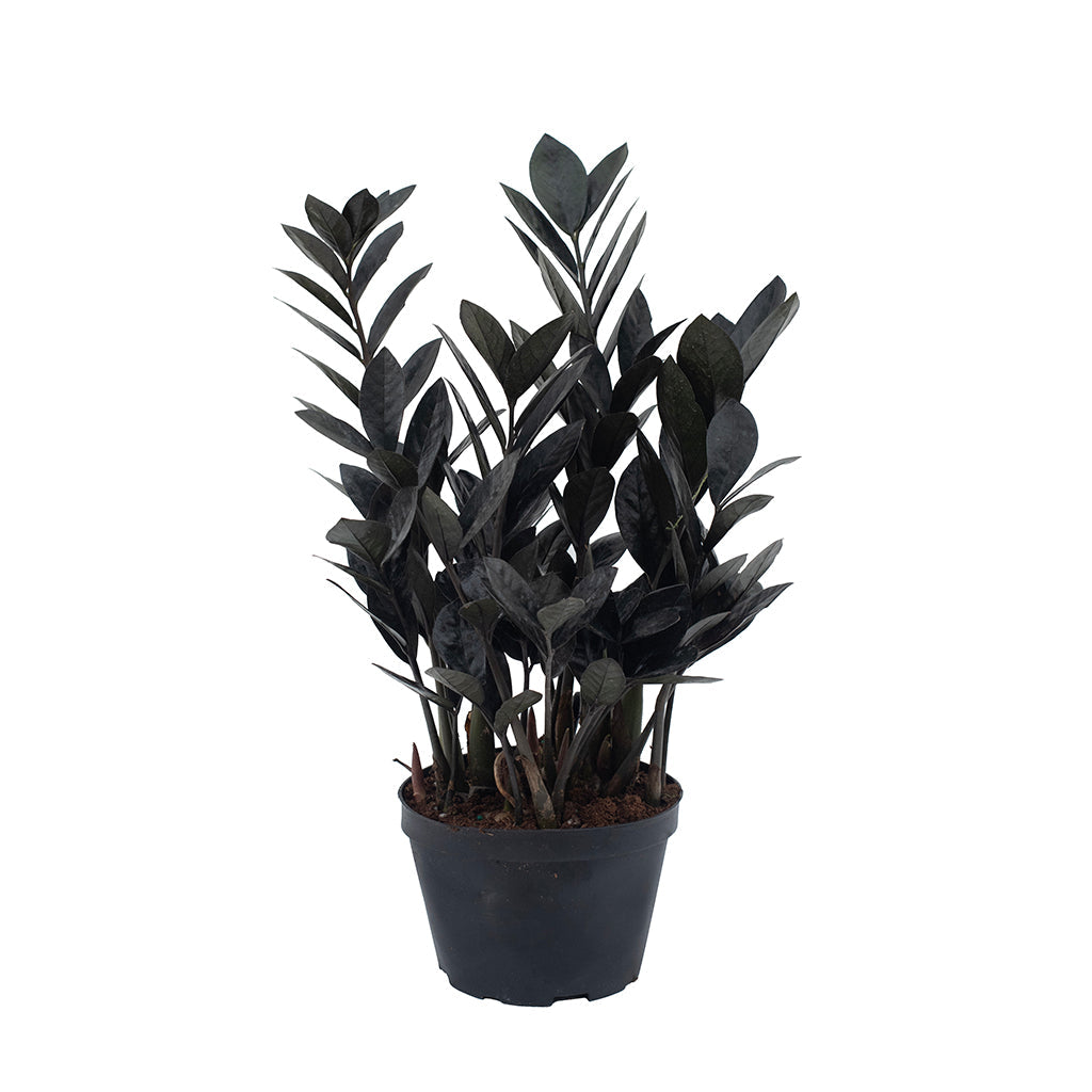 Zamioculcas/Zz Plant Raven 6&quot;