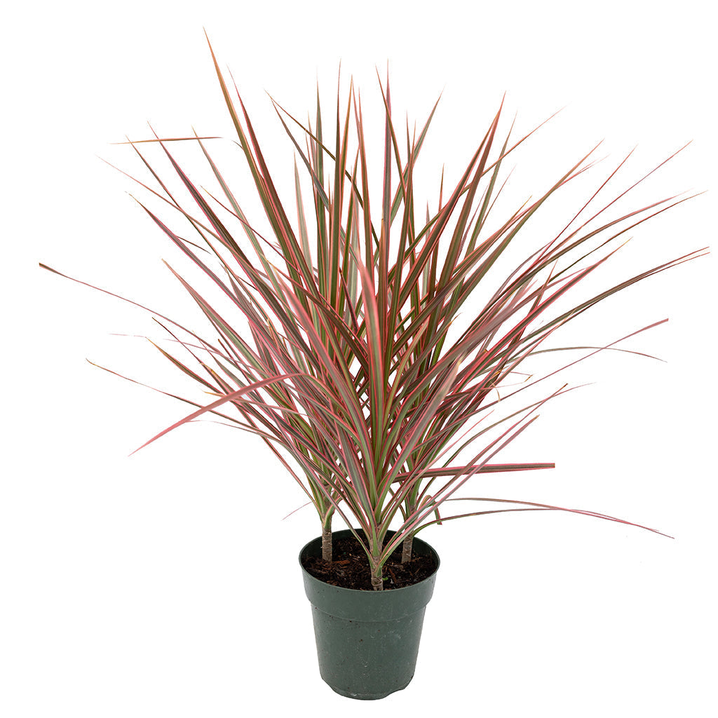 Dracaena/Madagascar Dragon Tree Red 6"