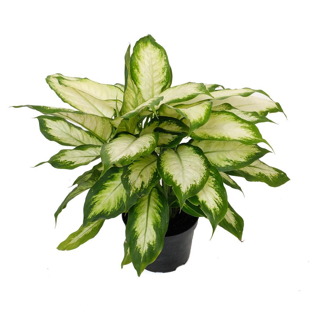 Dieffenbachia Camille