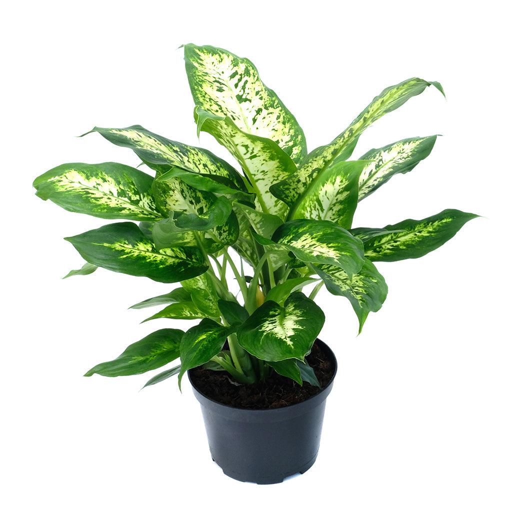 Dieffenbachia Perfection Compact 6&quot;