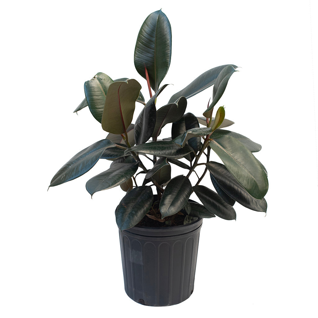 Ficus/Indian Rubber Plant Burgundy 10&quot;