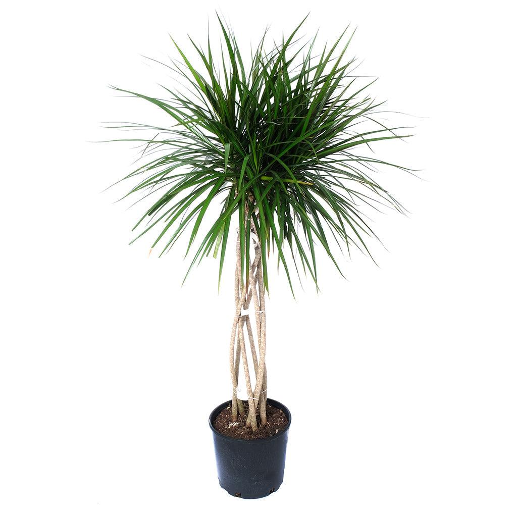 Dracaena Marginata Open Weave 10&quot;