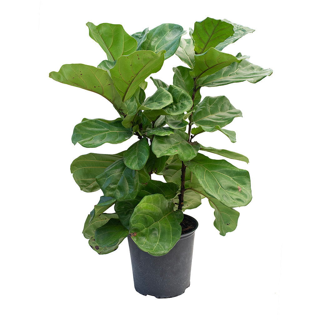 Ficus Lyrata Bush 10&quot;