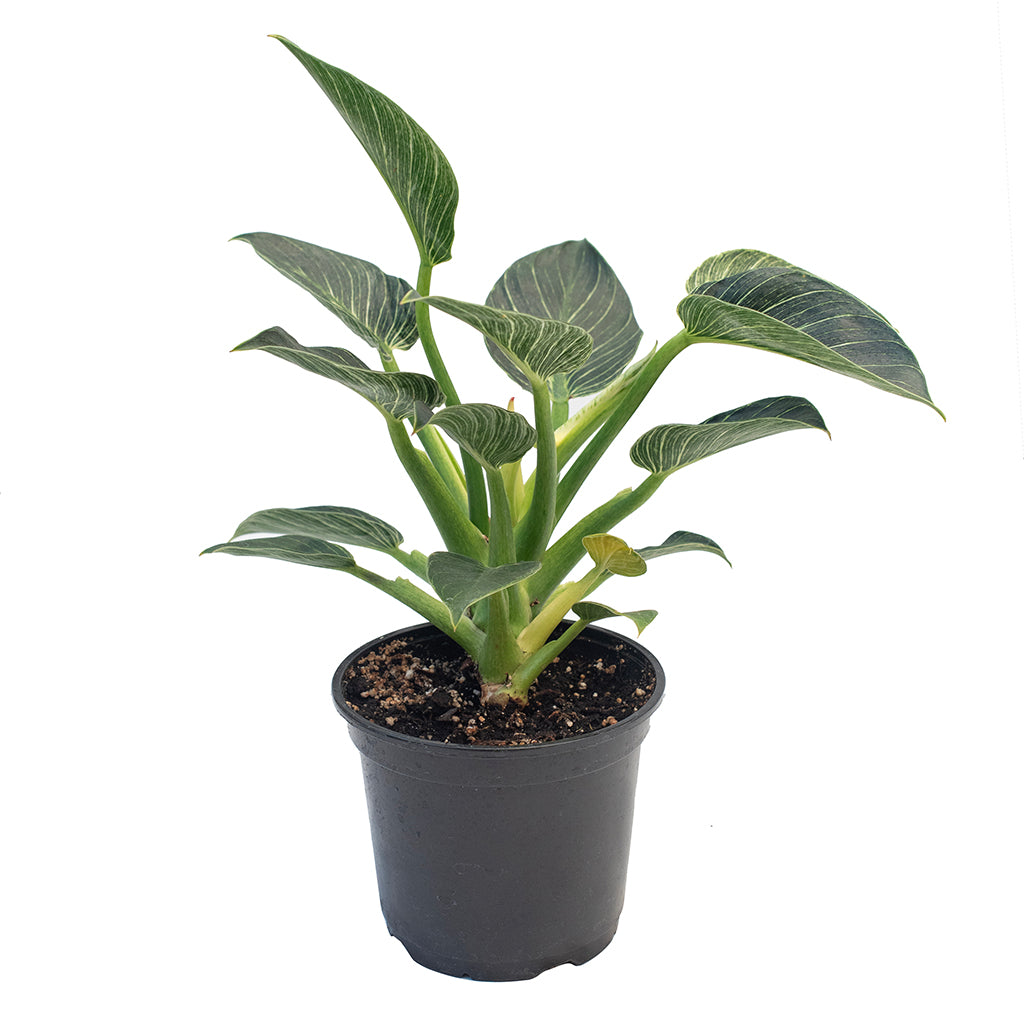 Approachable and easy to grow for new plant enthusiasts, the Philodendron Birkin 6&quot; thrives in a variety of lighting conditions. With its tolerance for partial sun and preference for slightly acidic or neutral soil, it&#39;s a versatile addition to any indoor plant collection. Simply place it by a west or east facing window with medium bright indirect light and watch it flourish.