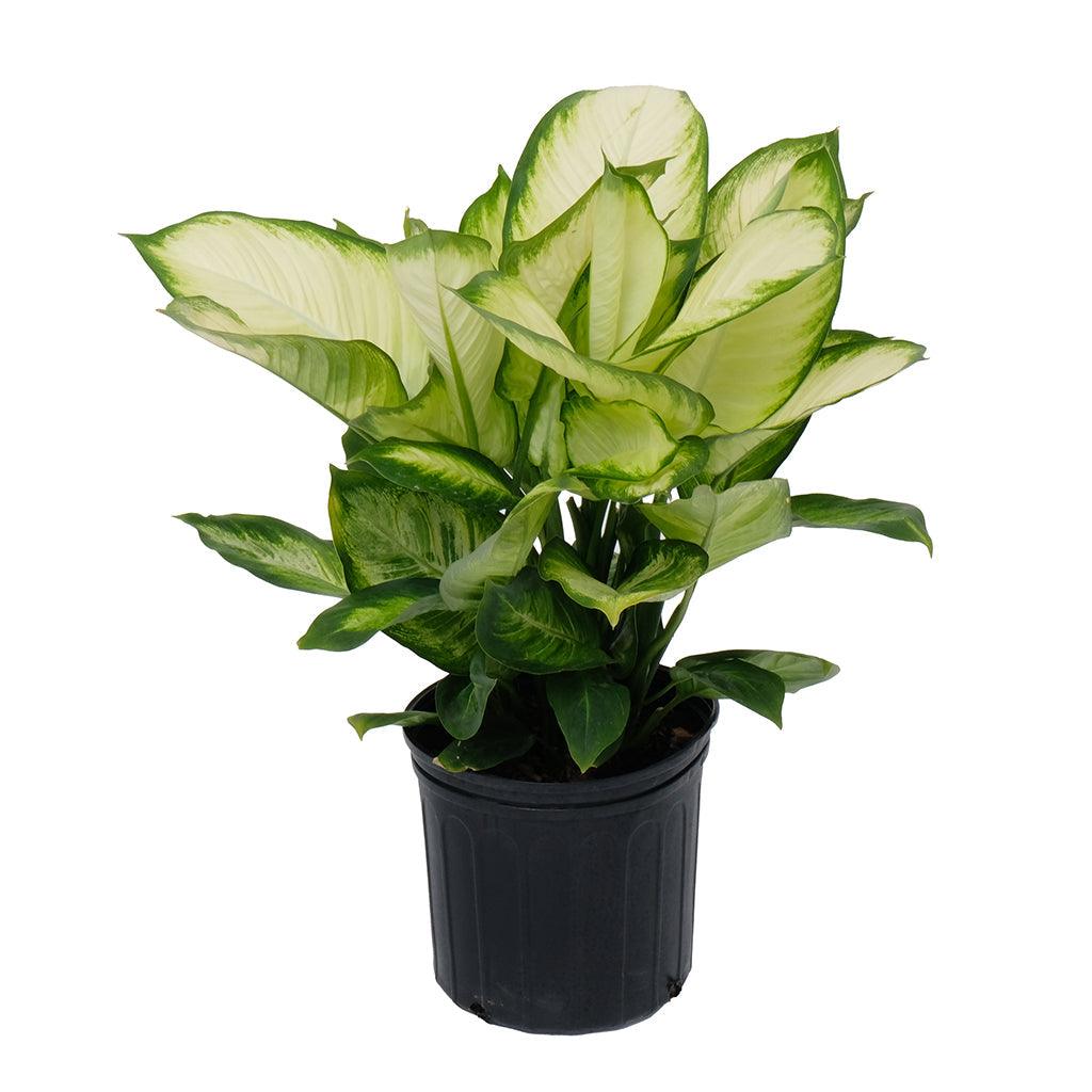 Dieffenbachia Tropic Marianne