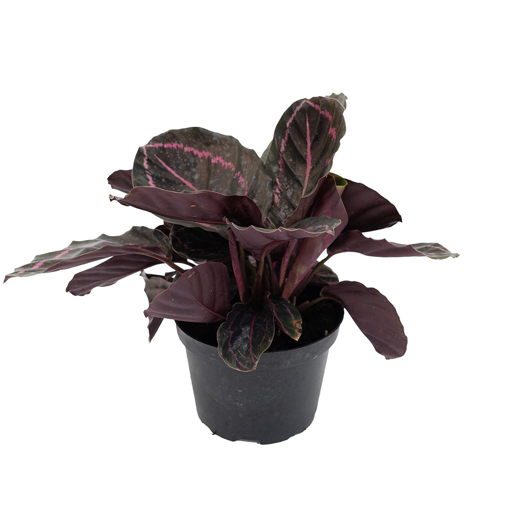 Calathea/Prayer Plant Dottie 6&quot;