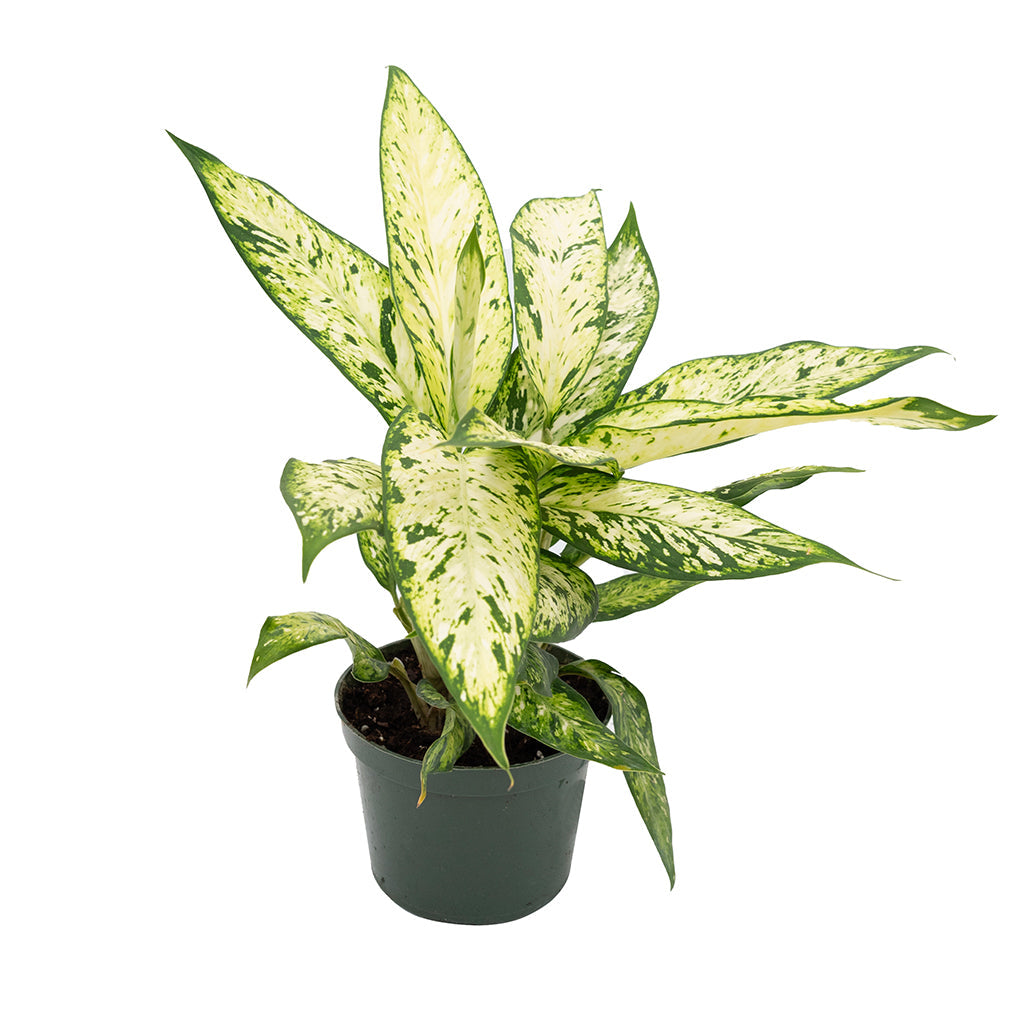 Dieffenbachia Starbright 6"