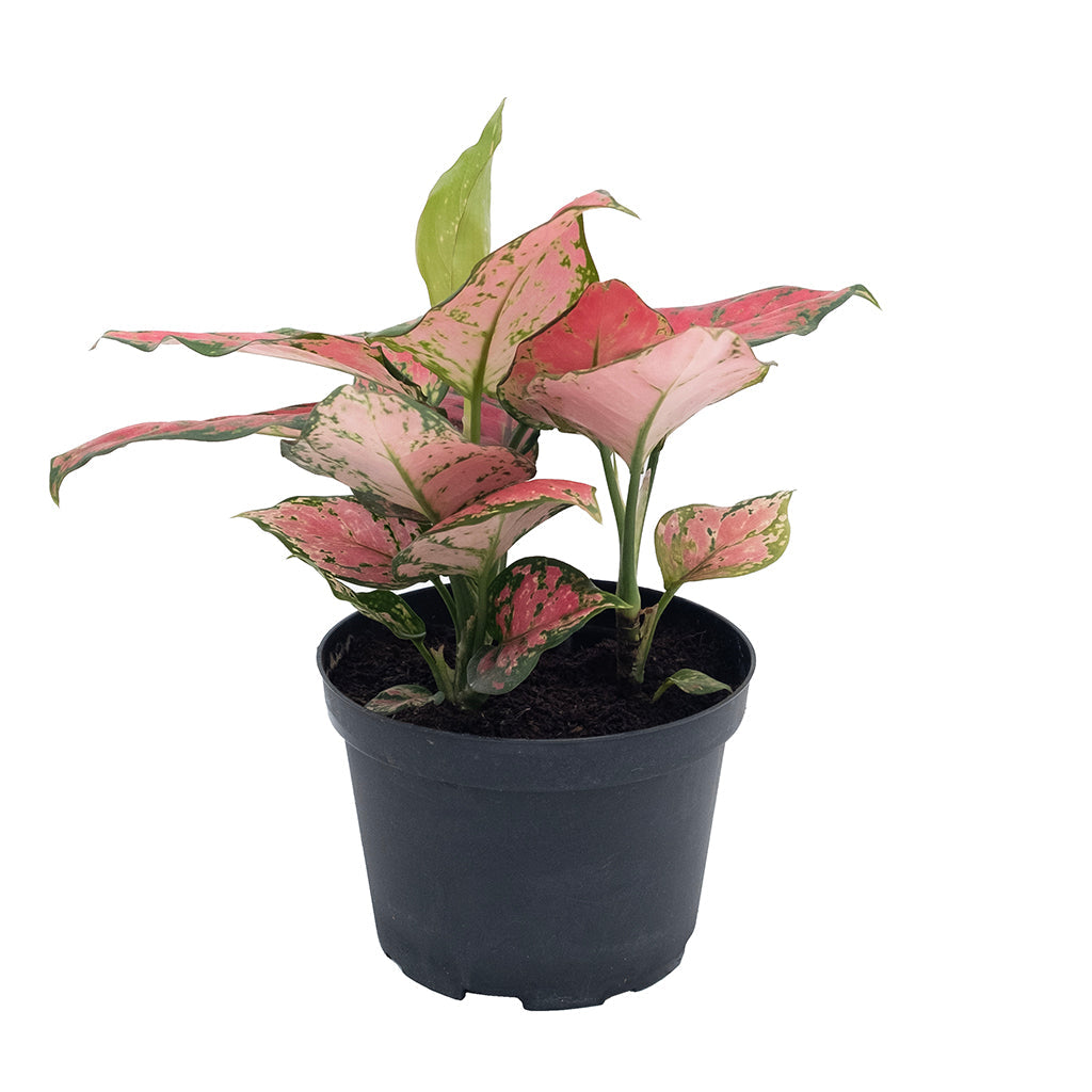 Aglaonema/ Very Red 6"