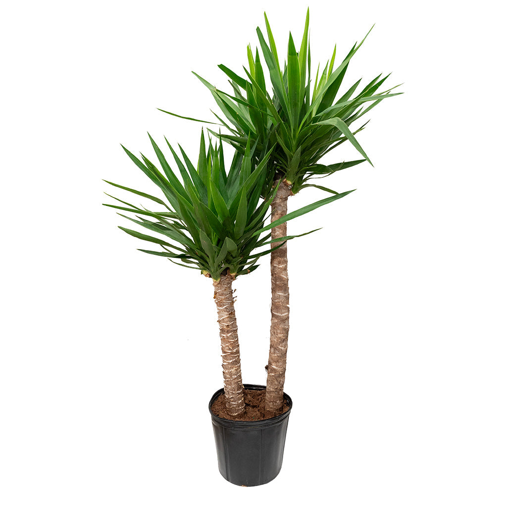 Yucca Cane 2-1 10"