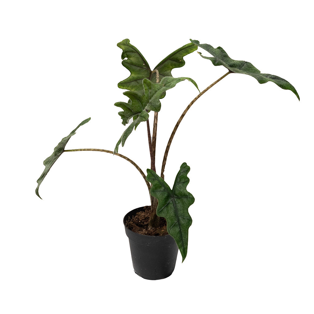 Alocasia Jacklyn 4"