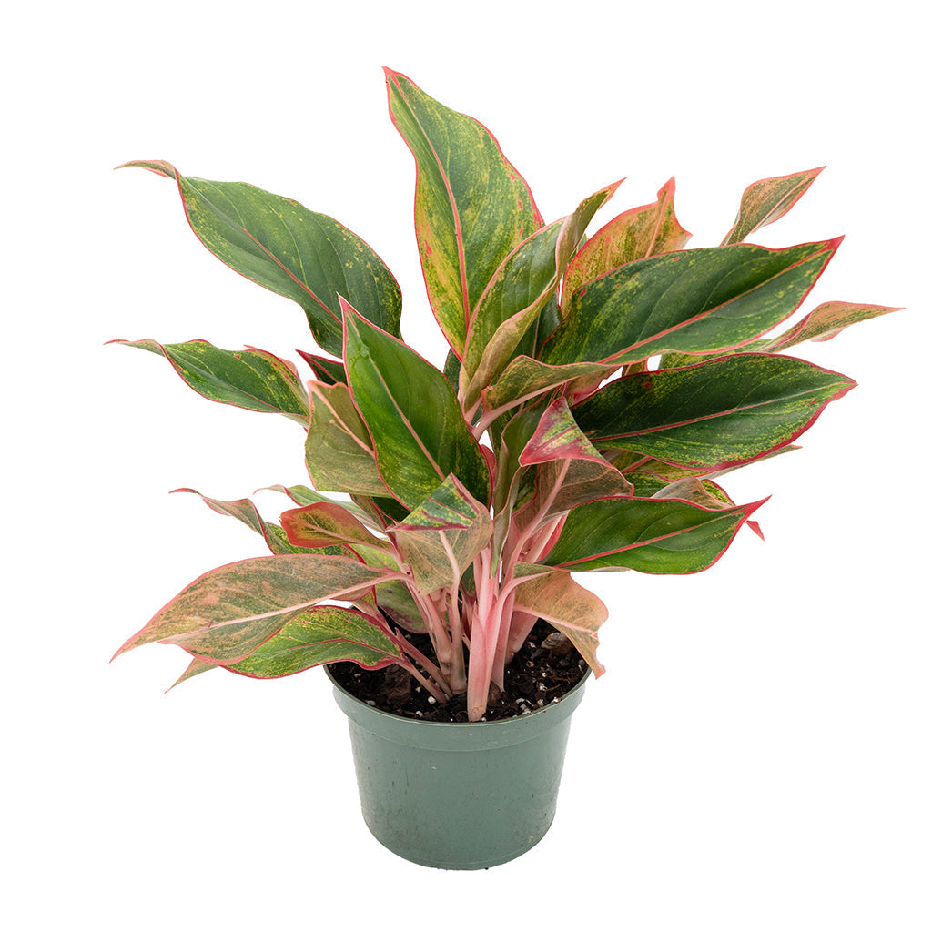 Aglaonema/Chinese Evergreen 'Garnet Coltrane' 6"