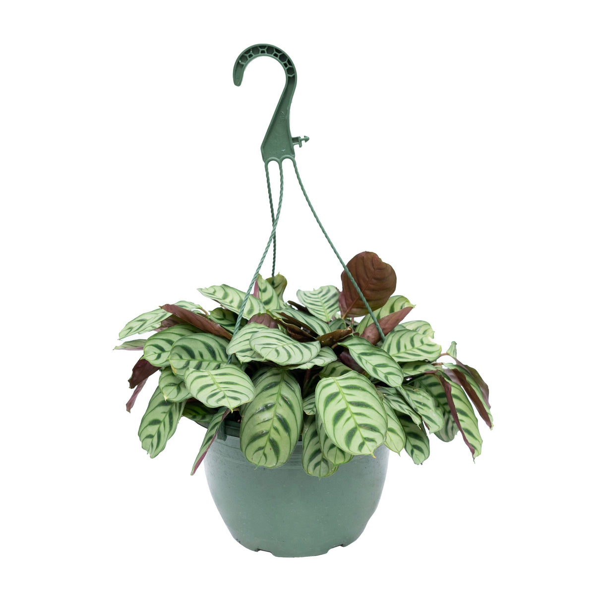 Calathea Burle Marx Hanging Basket 8&quot;