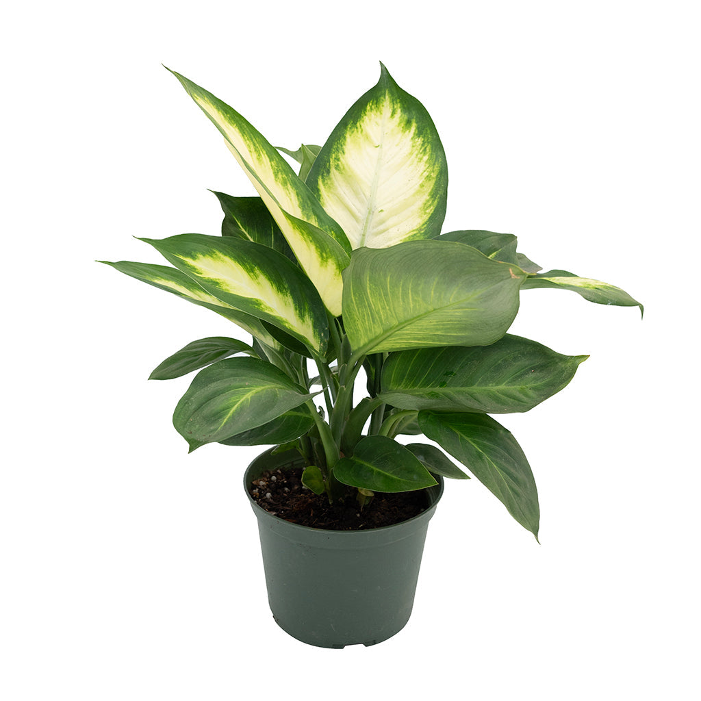 Dieffenbachia Marianne 6&quot;