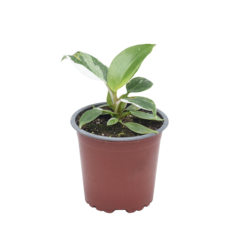 Philodendron White Princess 4&quot;