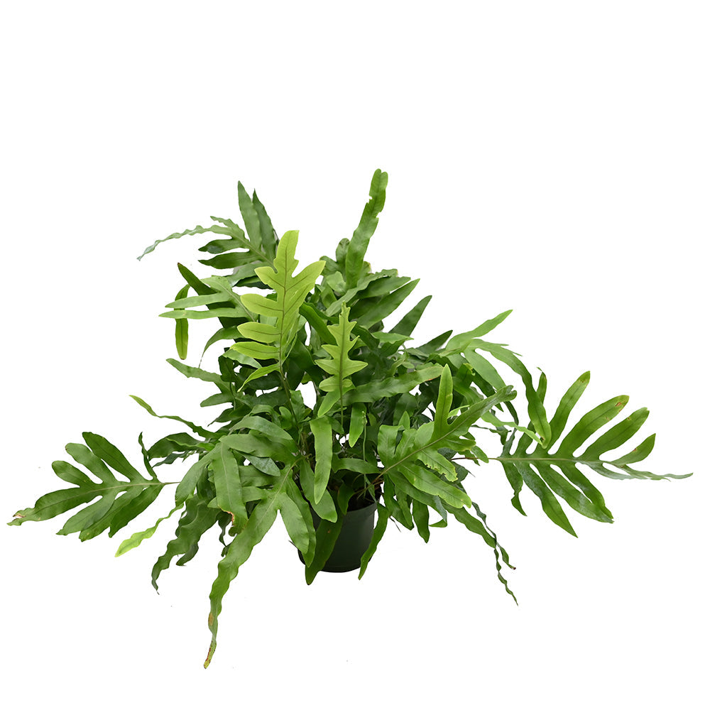 Blue Star Fern 6"