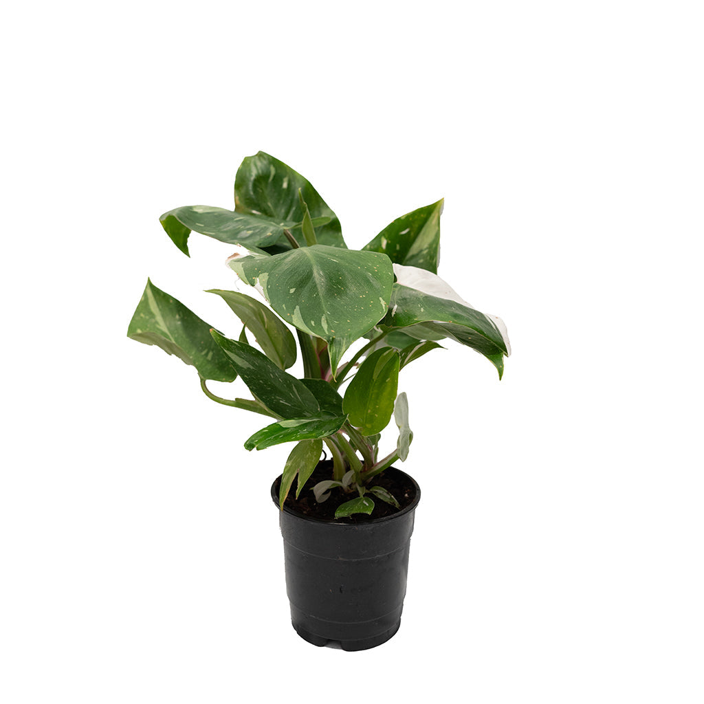 Philodendron White Princess 5"