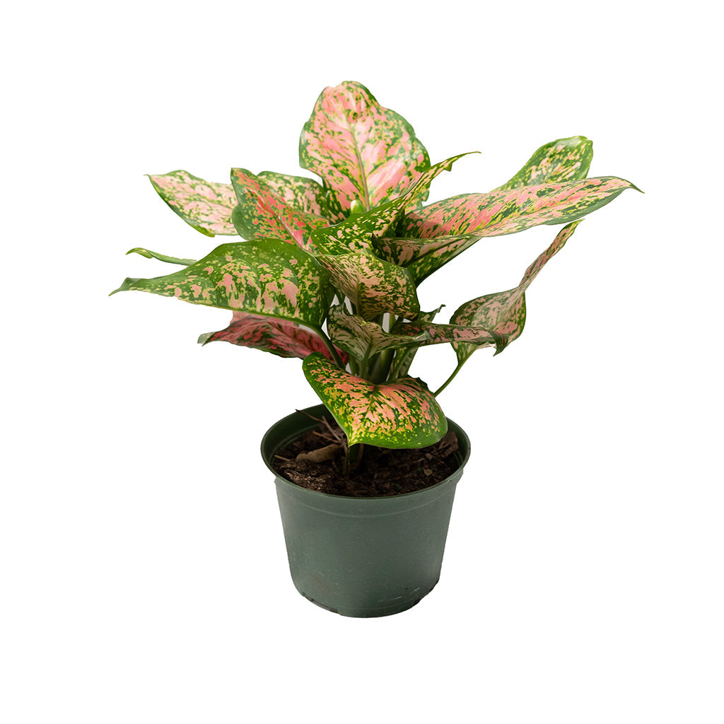 Aglaonema/Chinese Evergreen &#39;Ruby Ray&#39; 6&quot;