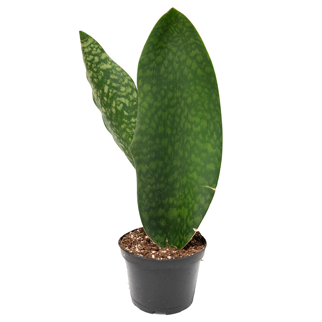 Sansevieria/Snake Plant &#39;Whale Fin&#39; 6&quot;