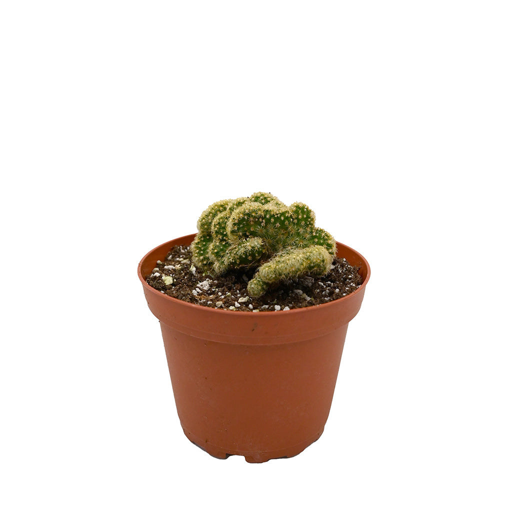 Brain Cactus 4"