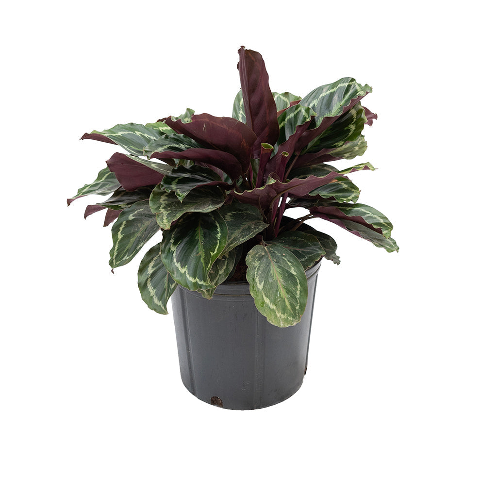 Calathea/Prayer Plant Medallion 10"