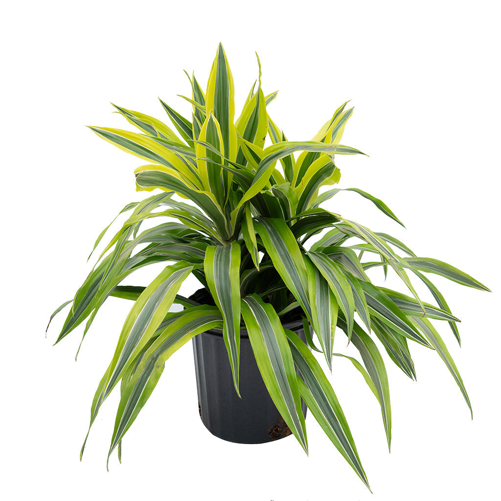 Dracaena/plante de maïs Warneckii citron vert 10"