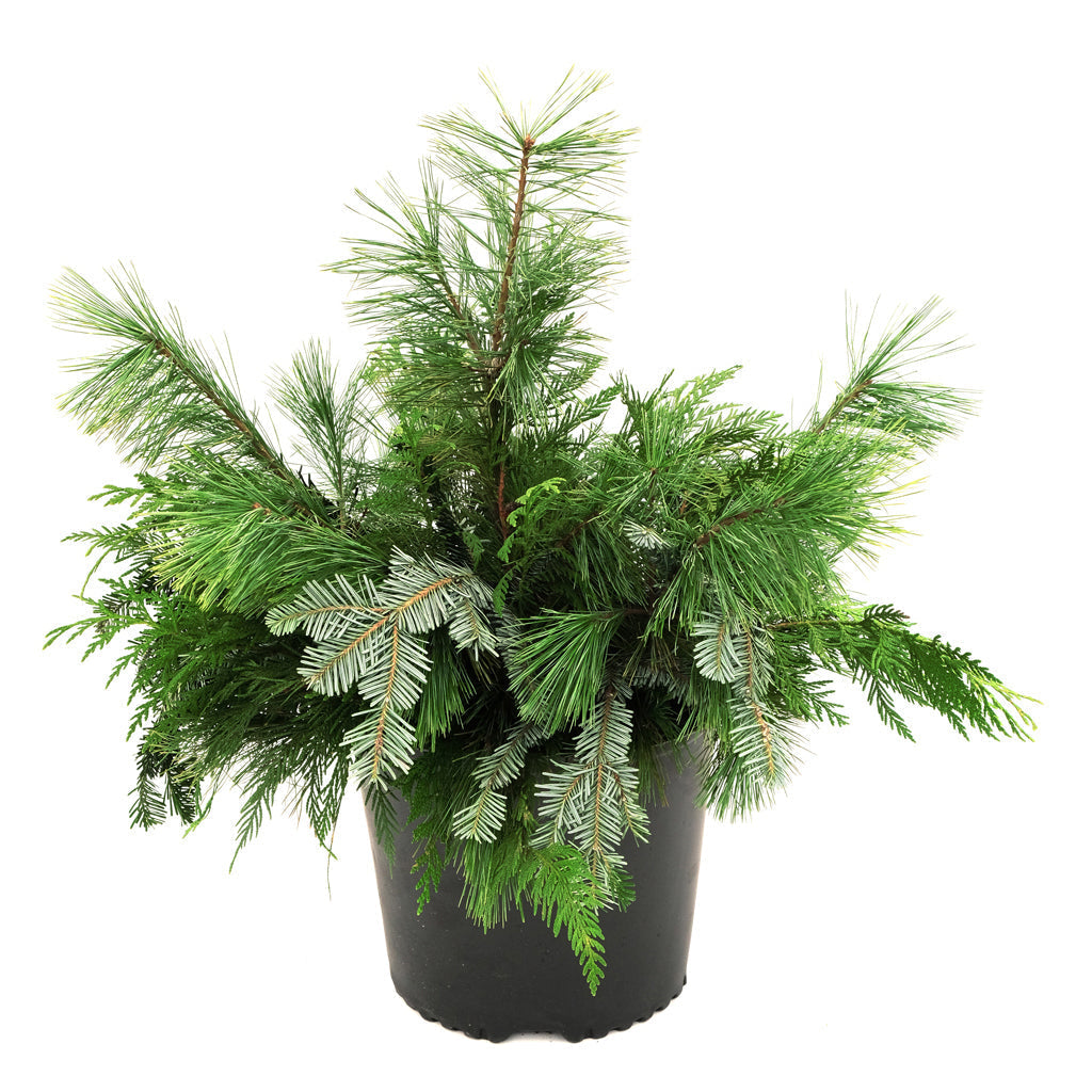 Urn Arrangement: Basic Greens Design 12&quot; - Delivery Included